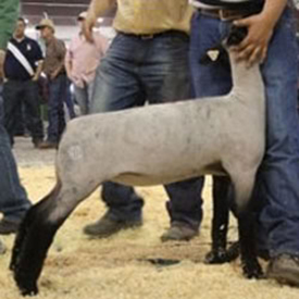 Fairwether Winner