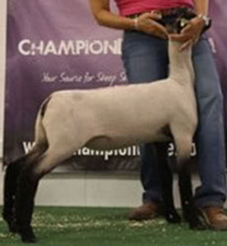 Fairwether Winner