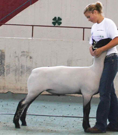 Fairwether Winner