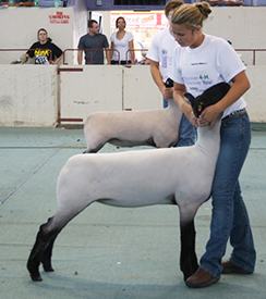 Fairwether Winner